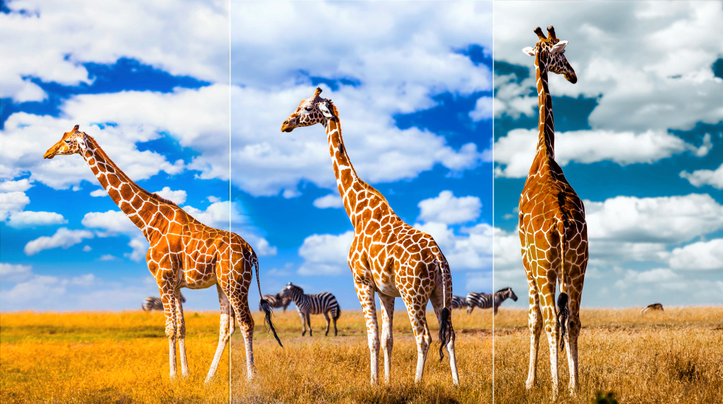 Google Tivi MiniLed QLED TCL 4K 65 inch 65C845 Google Tivi MiniLed QLED TCL 4K 65 inch 65C845