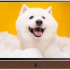 Google Tivi Xách Tay Di Động Full HD Coocaa 24 Inch 24LP6000G (Tay Cầm Da)